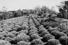 Lavender is grown in the Chianti hills in Casalvento in 1960, here is an intensive cultivation in black and white with Casalvento in the background