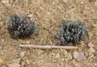2 lavender plants placed at a distance of 40 centimeters with a wooden meter for measurement, background of worked earth