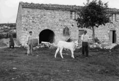 Young Chianina calf in front of Casalvento in the 50s with the family of settlers who cultivated the company