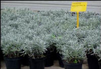 Small lavender angustifolia plants in black plastic pot with yellow tag, part of the Casalvento aromatic plant nursery