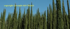 Verdi cipressi toscani sulle colline di Casalvento sullo sfondo di un cielo azzurro, scritta gialla: proprietà Lavanda del Chianti