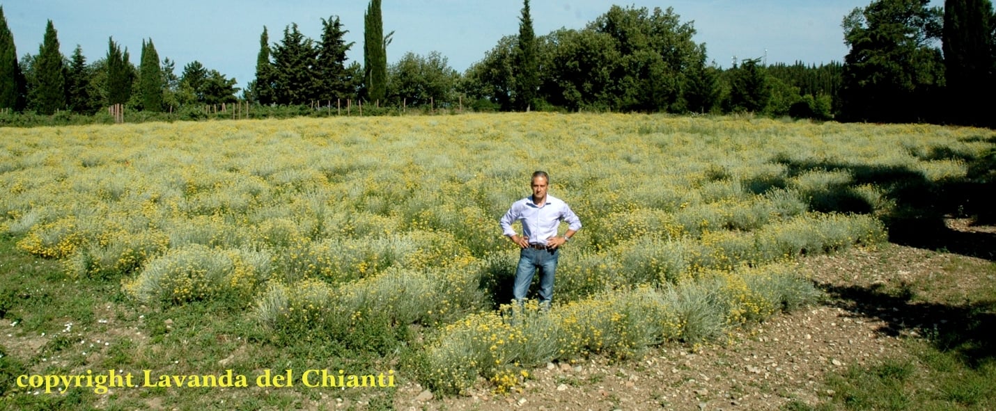 A cultivation of organic Italian helichrysum with yellow flowers in Casalvento with the supervision of Lorenzo Domini in shirt and jeans; yellow writing: Lavanda del Chianti property