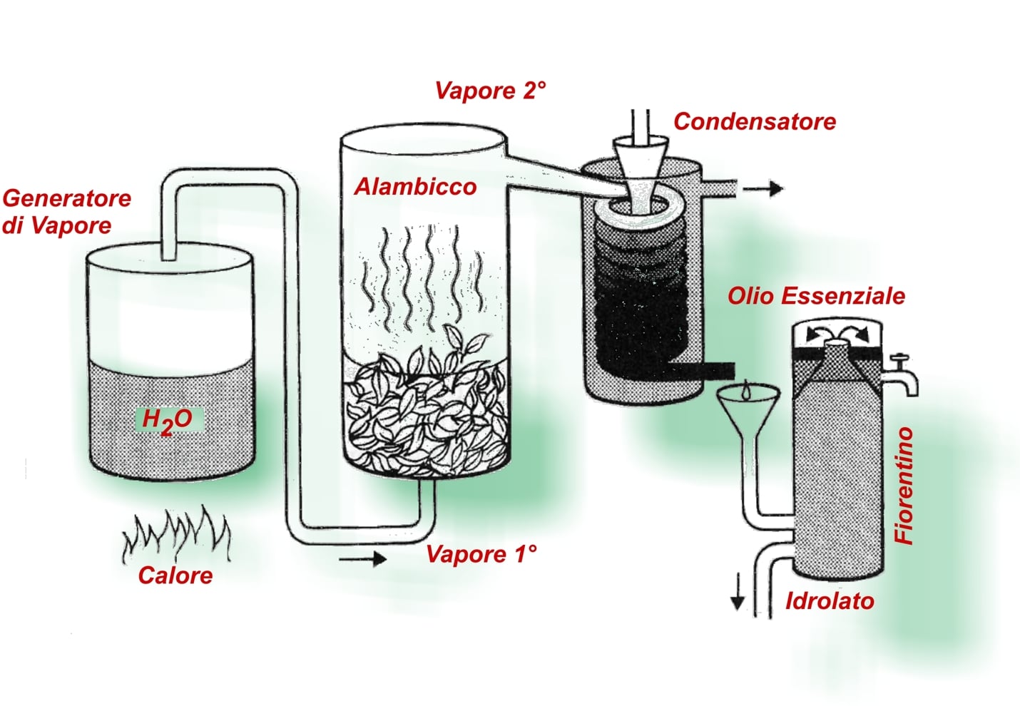 Scheme of the production of essential oils and Hyper Hydro: on the left a steam generator, in the center the extraction alembic and the vapor condenser, on the right the Florentine separation vase, green shadows and red writing