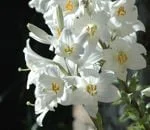 Il giglio di sant'Antonio è un mazzo di fiori bianchi con stami gialli molto profumato in primavera, lo vediamo sullo sfondo nero illuminato dal sole