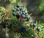 Terminal branch of a juniper with green needles and many ripe purple berries in Casalvento