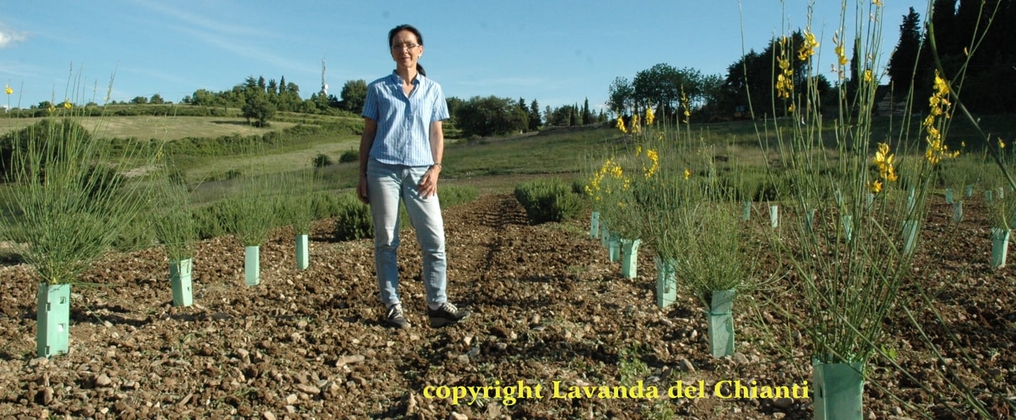 Specialized cultivation of organic broom in Casalvento with Donata in a shirt and jeans who checks the plants with yellow flowers; yellow writing: Lavanda del Chianti property