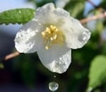 A white almond blossom in spring drops a drop of water against the background of green leaves