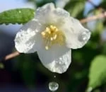 Un bianco fiore di mandorlo a primavera lascia cadere una goccia d'acqua sullo sfondo di foglie verdi