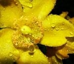 Gocce d'acqua si riposano adagiate sui petali di un fiore giallo nel Chianti d'estate