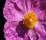 Purple petals of a cistus ladaniferous flower, yellow central stamens and dew drops