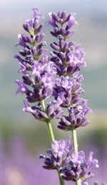 Image of 2 blue ears of organic Lavandula Angustifolia grown in Casalvento on a blurred background