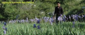 Coltura di Iris pallida biologica a Casalvento nel centro del Chianti con Alessandro Domini che osserva le piante nel loro ambiente naturale; scritta gialla: proprietà di Lavanda del Chianti
