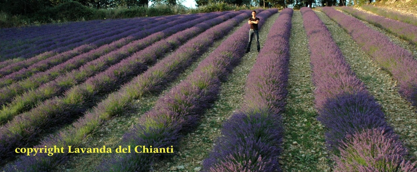 Blue rows of true lavender with Alessandro Domini standing with crossed arms and black shirt; yellow writing: Lavanda del Chianti property
