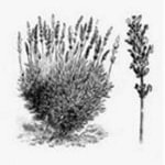 Vecchia immagine litografica in bianco e nero con pianta di lavanda e fiore di Lavanda del Chianti
