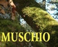 Big tree branch in Casalvento covered with a layer of green moss; yellow writing: musk