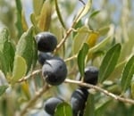 Ripe deep blue olives on an olive branch with numerous green leaves