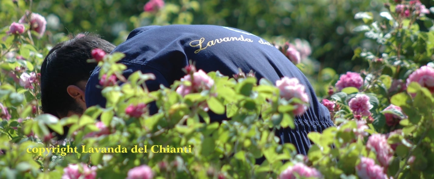 The Damascus rose grown in Casalvento during the harvest, pink flowers and green leaves, Alessandro Domini in blue overalls with yellow writing: Lavanda del Chianti property