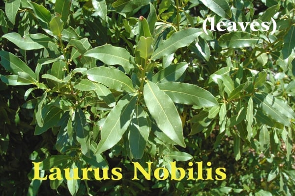 Laurel leaves shining under the spring sun, Laurus Nobilis yellow lettering