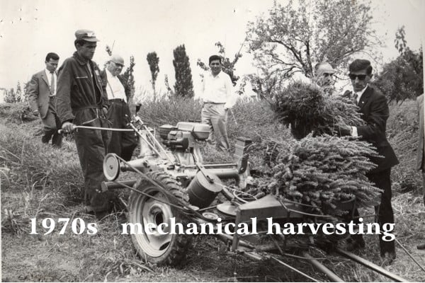 Black and white image from the 70s of a mechanized harvester with a worker in overalls and Giovanni Domini who observes the operation and other people who help white lettering: mechanical harvesting
