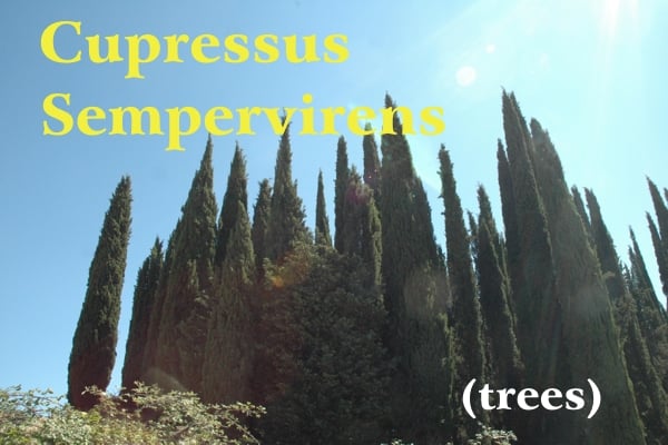 Verdi piante di cipresso slanciate verso il cielo blu della Toscana; scritta gialla Cupressus Sempervirens