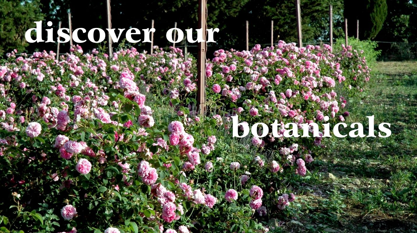 Filari di rose in fiore, la rosa di Damasco nelle coltivazioni di Casalvento: fiori di colore rosa su fogliame verde e pali di sostegno marroni con scritta bianca: scopri le nostre botaniche