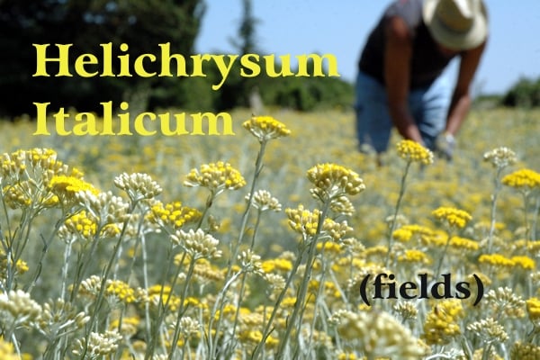 Cultivations of helichrysum with its yellow flowers in summer and in the background a collector with a hat and the green trees of Casalvento; yellow writing: Helichrysum Italicum and black writing: (fields)