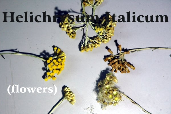 Fiori di elicriso appoggiati su fondo grigio in differenti stati di maturazione, dal giallo intenso al fiore maturo con i piccolissimi semi; scritta nera: Helichrysum Ialicum e scritta bianca: (fiori)