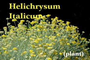 Rami color indaco e fiori gialli di una pianta di Elicriso illuminati dal sole a Casalvento su sfondo nero; scritta gialla: Helichrysum Italicum e scritta bianca : (piante)