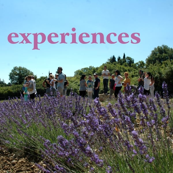 A group visiting Chianti among the lavender of Casalvento on a beautiful and hot summer day; purple writing: experiences