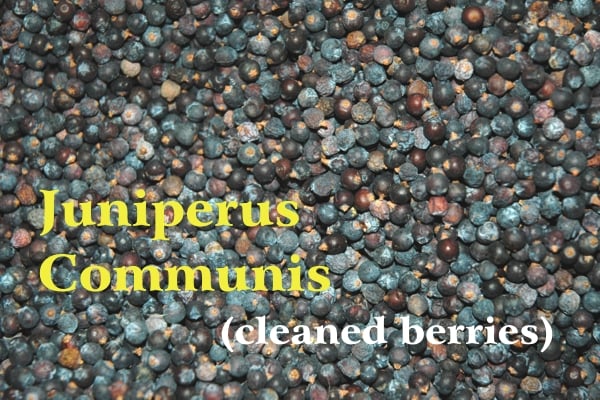 Many juniper berries of an intense blue color and some lighter; yellow writing: Juniperus Communis and white writing: (clean berries)