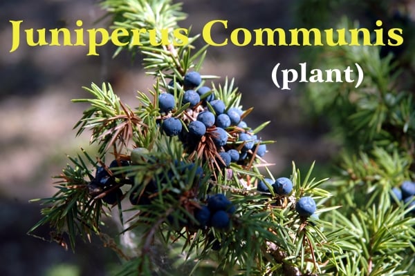 Ripe blue berries on a sunlit terminal branch of juniper plant full of green needles; yellow writing: Juniperus Communis and white writing (plant)