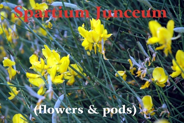 Image of yellow broom flowers and its indigo fruit amid green branches of the plant; red writing: Spartium Junceum and white writing: (flowers and pods)