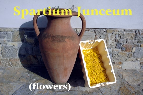 Yellow broom flowers collected in June in a white plastic tub placed in the sun and leaned against a stone wall and terracotta amphora; yellow writing: Spartium Junceum and white writing: (flowers)