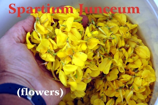 The yellow flowers of the broom plant are evident in this image where a hand pulls them out of a white plastic bucket; red writing: Spartium Junceum and white writing: (flowers)