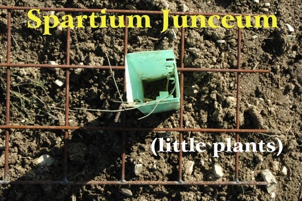 A small broom plant emerges from a square-shaped teal-colored plastic protection and welded iron mesh to protect it from predators; yellow writing: Spartium Junceum and white writing: (small plants)