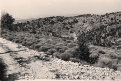 Immagine in bianco e nero degli anni 60 di aride colline del Chianti con i nostri primi impianti di produzione intensiva
