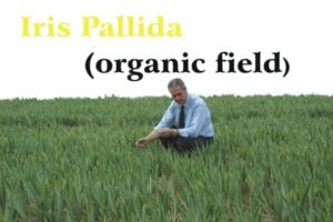 Field of Iris Pallida with growing green leaves and Lorenzo Domini looking at them with blue shirt and blue tie. Yellow writing on the white sky: Iris Pallida, and black writing (biological field)