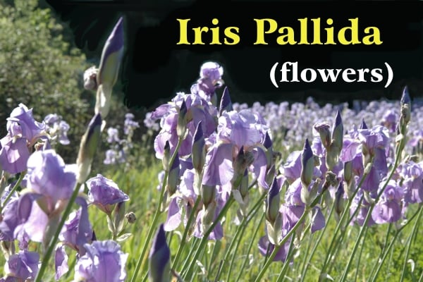 Distesa di fiori di giaggiolo illuminati dal sole in uno dei campi di Casalvento, sfondo nero del bosco con scritta gialla: Iris Pallida e scritta bianca: (fiori)