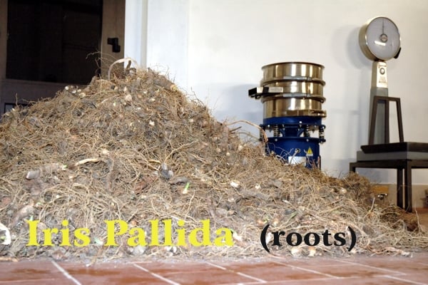 Mountain of Dalmatian iris roots with their roots still to be cleaned and in the background the stainless steel cleaning machinery, weighing scale and white wall; written in yellow Iris Pallida and black (roots)