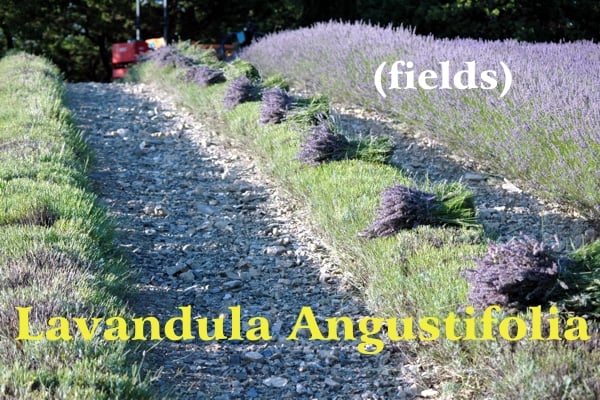 Some rows of cut lavender and others in bloom and tied bunches resting on the row, red tractor in the background; yellow writing Lavandula Angustifolia Icona di Verificata con community