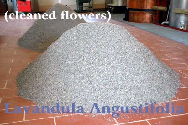 Two mountains of fragrant flowers rise from the red terracotta floor of the Casalvento distillery, in the background two large steel and copper distillers; blue lettering: Lavandula Angustifolia