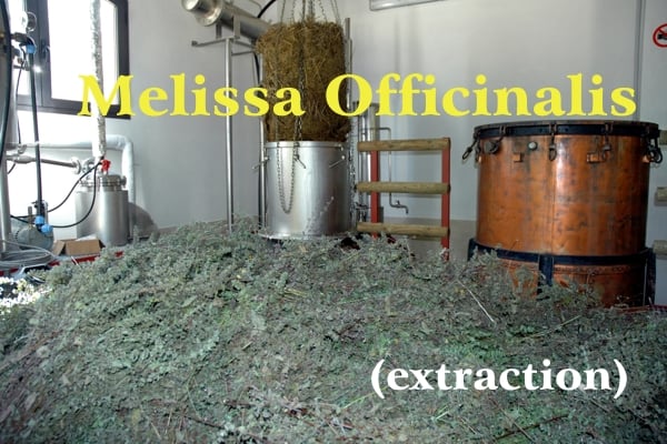 Piante di melissa nella grande distilleria di Casalvento pronte per la distillazione in alambicco di rame rosso ed acciaio grigio, scritta gialla: Melissa Officinalis