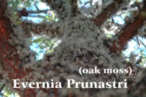 Tronco di una quercia del Chianti completamente coperto da licheni (Evernia Prunastri) di colore grigio che cresce sulla corteccia sullo sfondo del cielo azzurro; scritta bianca Evernia Prunastri e (Muschio di Quercia)