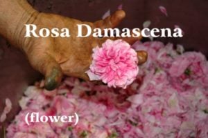 Mano di un raccoglitore di rose con resina verde attaccata sulle dita tiene delicatamente un fiore di rosa sullo sfondo di un paniere ieno di fiori rosa; Scritta bianca: Rosa Damascena e (fiore)