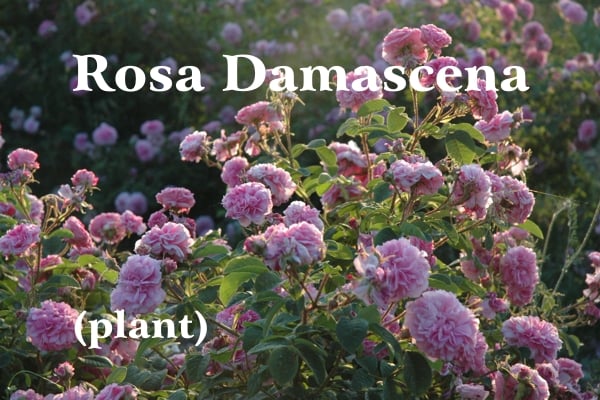 Damascus rose flowers in late bloom amid lush green leaves, in the background another row of roses in bloom; white writing: Rosa Damascena and (plant)