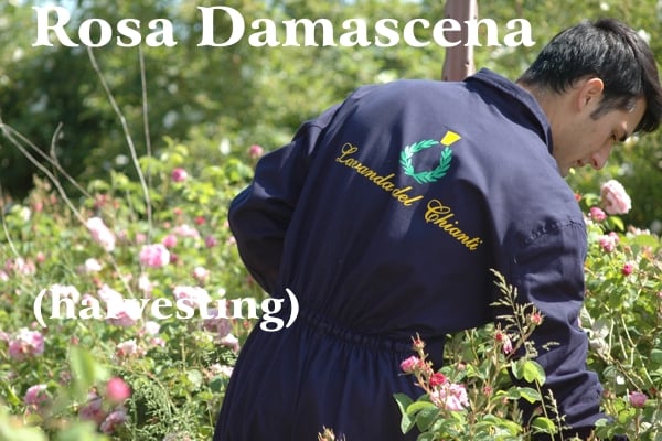 Rose collector with blue overalls and yellow writing Lavanda del Chianti with Casalvento symbol in green on the shoulders, background of rose plants and white writings: Rosa Damascena and (collection)