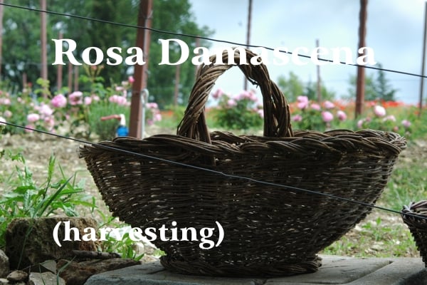 A backlit brown wicker basket empty to carry the roses that will be picked by hand against the background of green rows of blooming roses and a blue sky; white writing: Rosa Damascena
