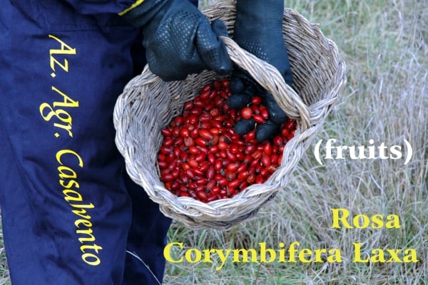 Blue overalls with yellow writing Azienda Agricola Casalvento, basket with red rosehip fruits on the background of a brown grassy meadow, yellow writing Rosa Corymbifera Laxa