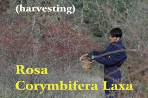 Alessandro Domini in tuta blu raccoglie le bacche di rosa che crescono spontaneamente nei boschi del Chianti; scritta gialla: Rosa Corymbifera Laxa e bianca: (raccolta)