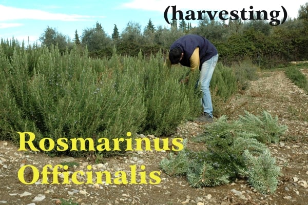 Alessandro Domini in jeans with a blue and yellow sweater while picking rosemary sprigs along a row of crops in Casalvento; yellow writing: Rosmarinus Officinali and black: (collection)